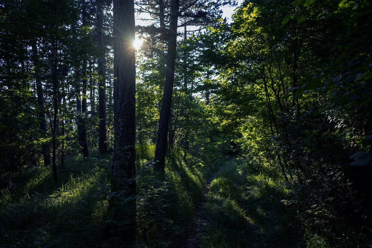 Placeholder - Before